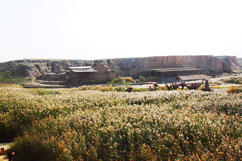 宁夏旅游攻略芦花谷