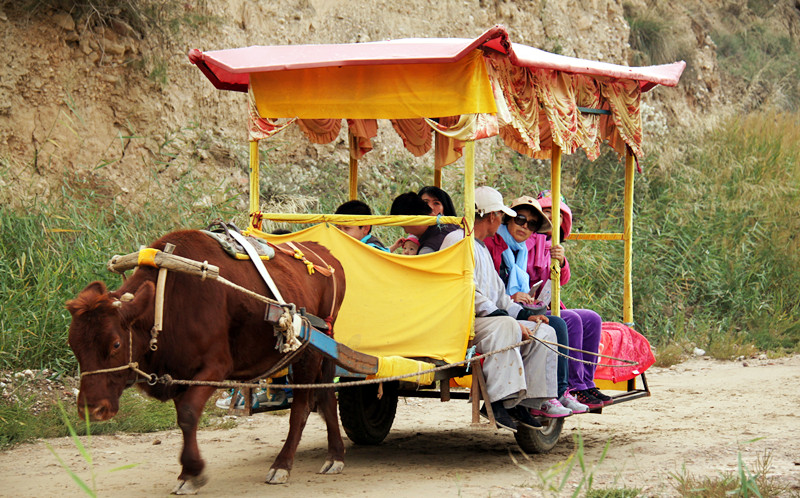 银川旅游攻略水洞沟牛车