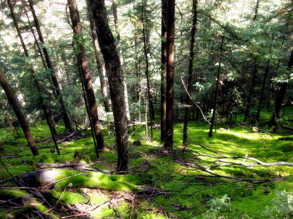 贺兰山森林