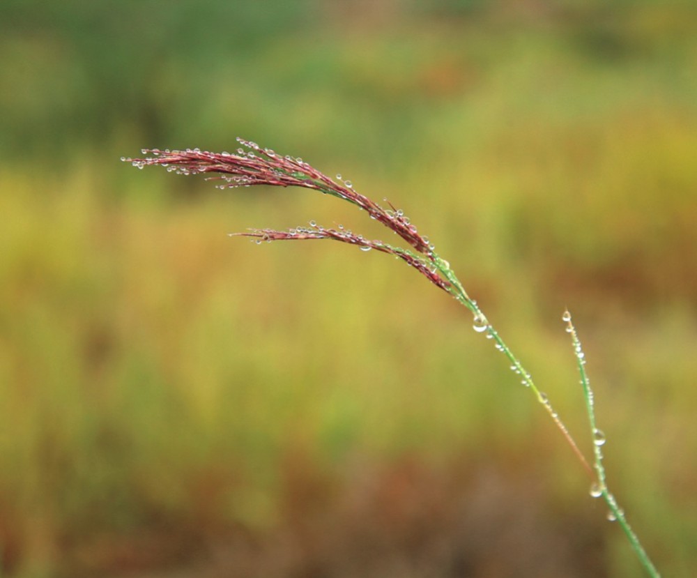 水洞沟芦花