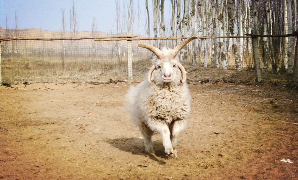 五一假日去哪儿玩?五一长假宁夏旅游去哪好!五
