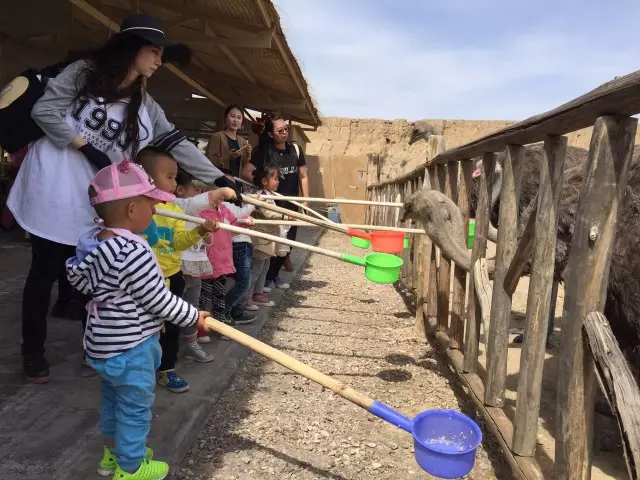 银川旅游水洞沟喂鸵鸟