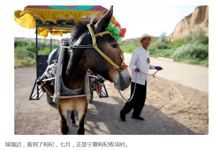 银川旅游水洞沟乡村交通工具