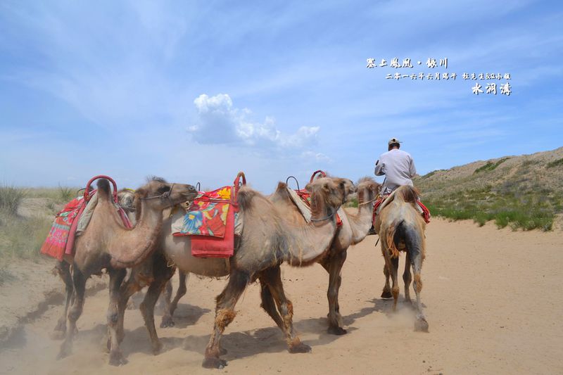 银川旅游攻略水洞沟长城下骑骆驼