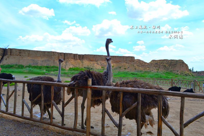 银川旅游水洞沟鸵鸟乐园