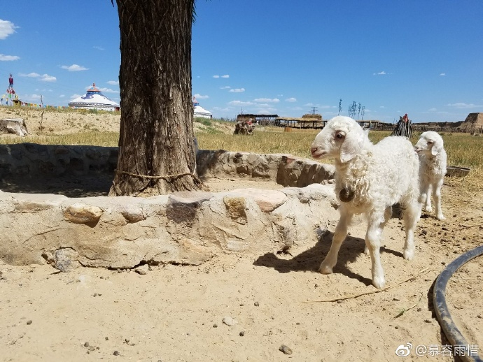 银川旅游水洞沟草原