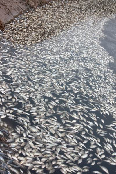 水洞沟-宁夏宝丰能源集团排放工业废水严重污染下游红山湖水域(后续)